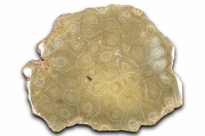 Polished Fossil Coral (Actinocyathus) Dish - Morocco #348545